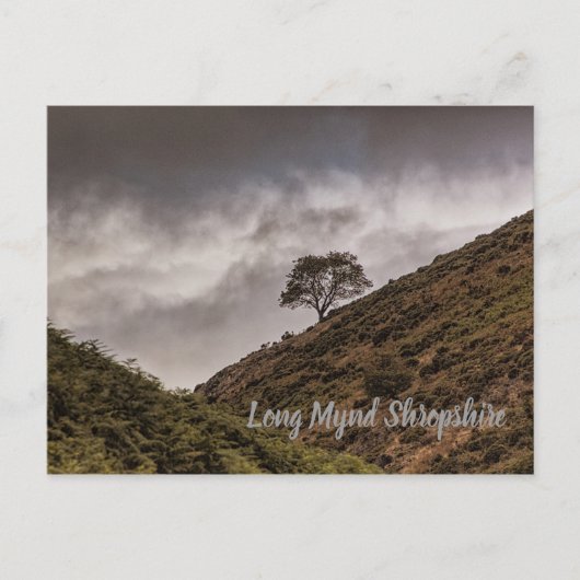 Lone Tree Long Mynd Shropshire Postkarte (Vorderseite)