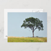 Lone Tree Postkarte (Vorne/Hinten)