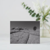 Lone Tree White Pocket Arizona Postkarte (Stehend Vorderseite)