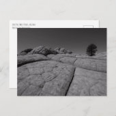 Lone Tree White Pocket Arizona Postkarte (Vorne/Hinten)