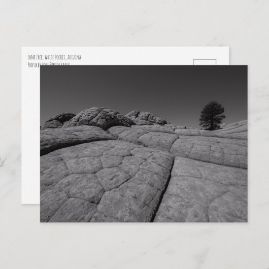 Lone Tree White Pocket Arizona Postkarte (Vorne/Hinten)