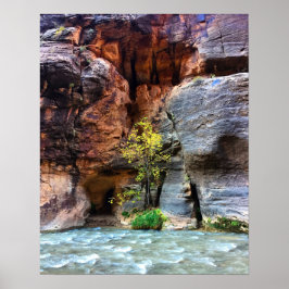 Lone Tree Zion National Park Jungfrau River Foto Poster