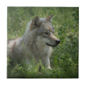 Lone Wolf Gray Wolfs Gray Wolves Real Foto Fliese (Vorderseite)