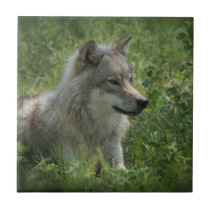 Lone Wolf Gray Wolfs Gray Wolves Real Foto Fliese