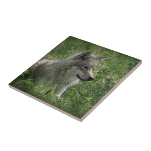Lone Wolf Gray Wolfs Gray Wolves Real Foto Fliese (Seite)