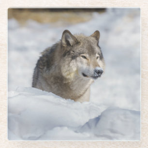 Lone Wolf im Schnee Glasuntersetzer