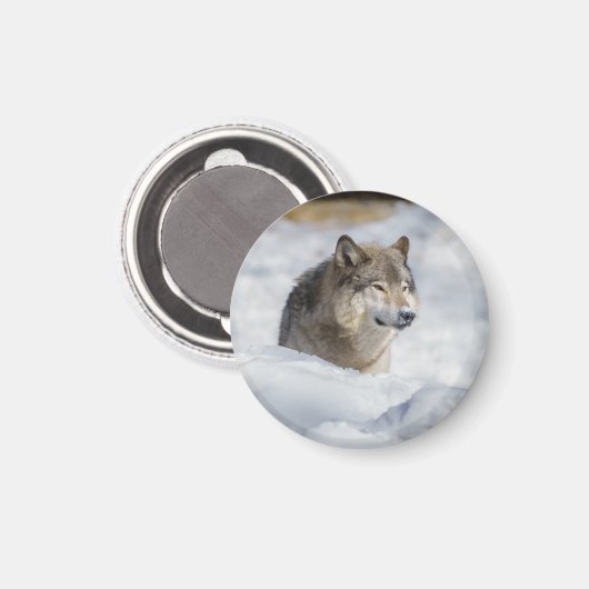 Lone Wolf im Schnee Magnet (Vorderseite/Rückseite)