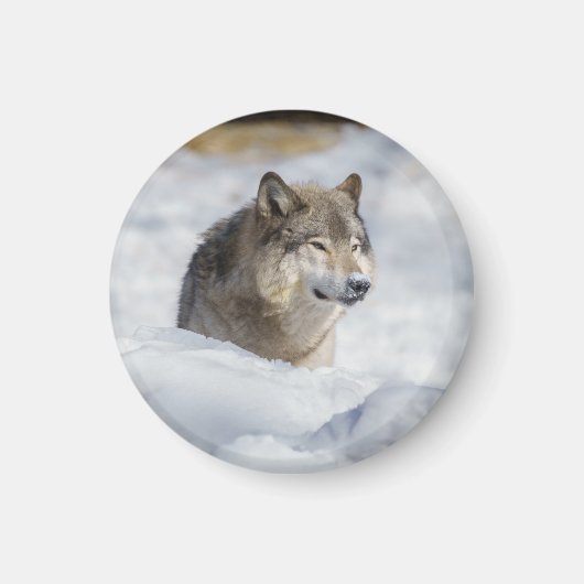 Lone Wolf im Schnee Magnet (Vorne)