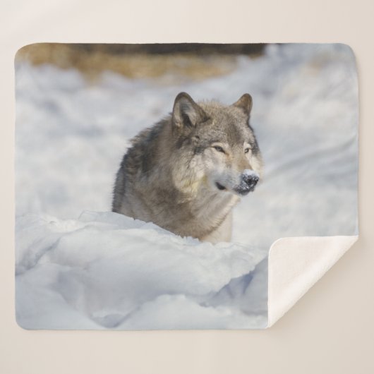 Lone Wolf im Schnee Sherpadecke (Vorderseite (Horizontal))