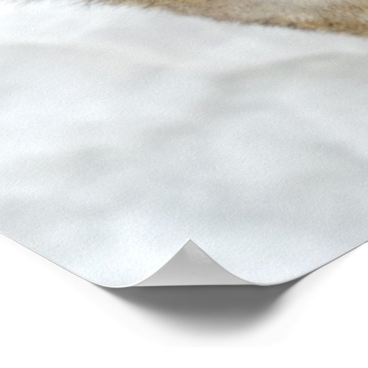 Lone Wolf in Snow Poster (Ecke)