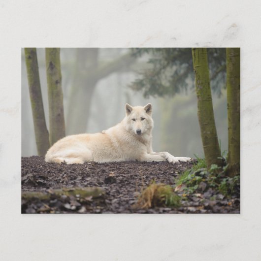 Lone Wolf Postkarte (Vorderseite)