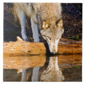 Lone Wolf Reflection in Pond Fliese (Vorderseite)