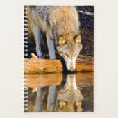 Lone Wolf Reflection in Pond Planer (Vorderseite)