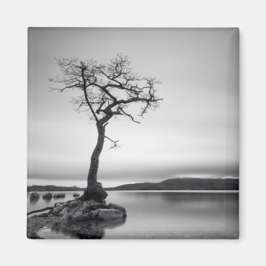 Lonely Bare Tree Magnet (Vorne)