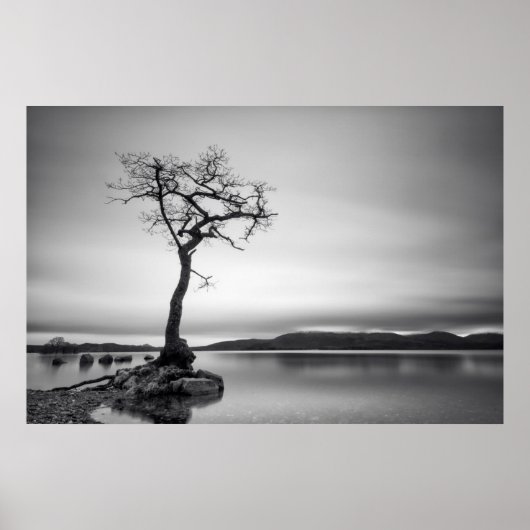Lonely Bare Tree Poster (Vorne)