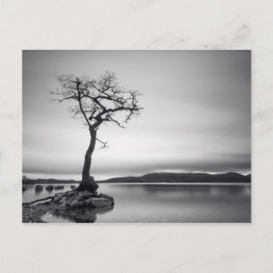Lonely Bare Tree Postkarte