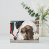 Lonely Basset Hound Postkarte (Stehend Vorderseite)