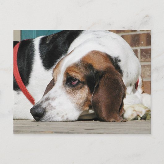 Lonely Basset Hound Postkarte (Vorderseite)