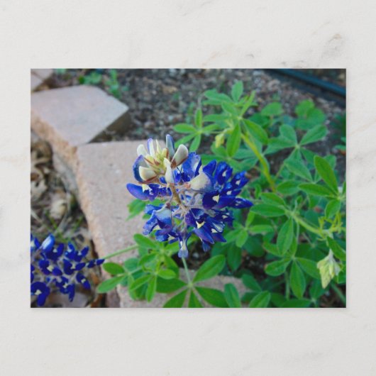 Lonely Bluebonnet Postkarte (Vorderseite)