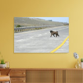 Lonely Chacma Baboon überquert Autobahn Leinwanddruck (Insitu (Wohnzimmer))