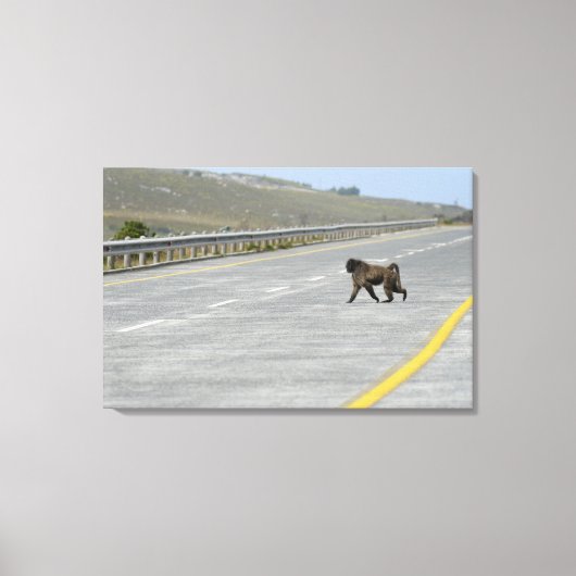 Lonely Chacma Baboon überquert Autobahn Leinwanddruck (Vorderseite)