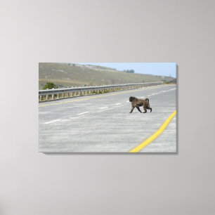 Lonely Chacma Baboon überquert Autobahn Leinwanddruck
