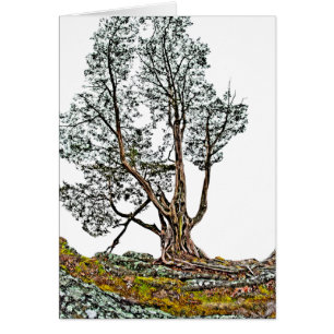 Lonely Cypress