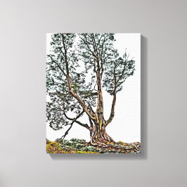 Lonely Cypress Leinwanddruck