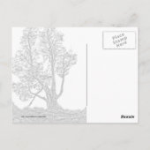 Lonely Cypress Postkarte (Rückseite)