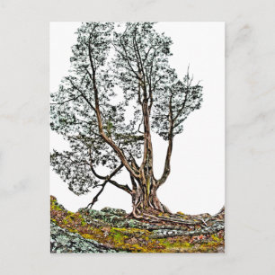 Lonely Cypress Postkarte