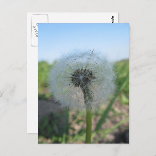 Lonely Dandelion, Senden Sie unfreundliche Postkar Postkarte (Vorne/Hinten)