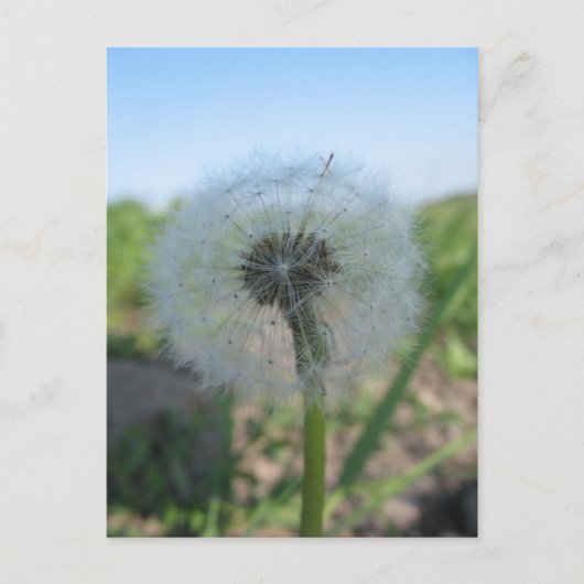 Lonely Dandelion, Senden Sie unfreundliche Postkar Postkarte (Vorderseite)