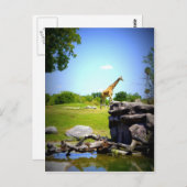 Lonely Giraffe Postkarte (Vorne/Hinten)