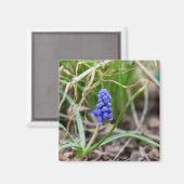 Lonely Grape Hyacinth Magnet (Vorderseite/Rückseite)
