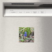Lonely Grape Hyacinth Magnet (In Situ (Geschirrspüler))