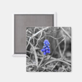 Lonely Grape Hyacinth Wählen Sie die Farbe Magnet (Vorderseite/Rückseite)
