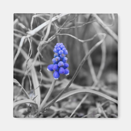 Lonely Grape Hyacinth Wählen Sie die Farbe Magnet (Vorne)