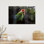 Lonely Lovebird Poster (Küche)