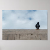 Lonely Pigeon by Dániel Oláh Poster (Vorne)