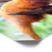Lonely Red Leaf Monkey Fotodruck (Ecke)