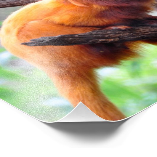 Lonely Red Leaf Monkey Fotodruck (Ecke)