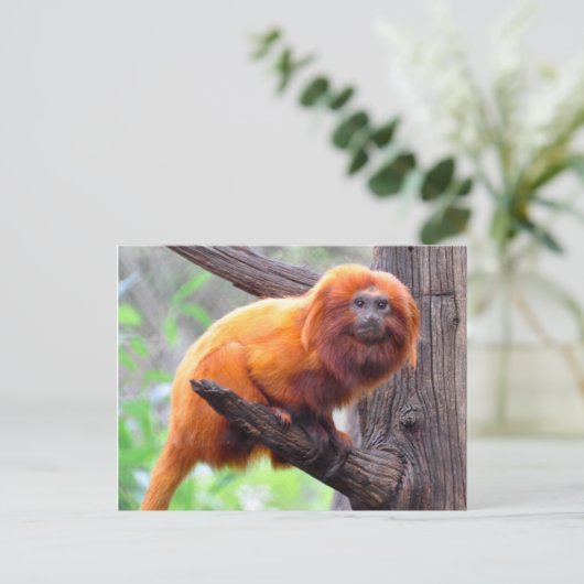 Lonely Red Leaf Monkey Postkarte (Stehend Vorderseite)