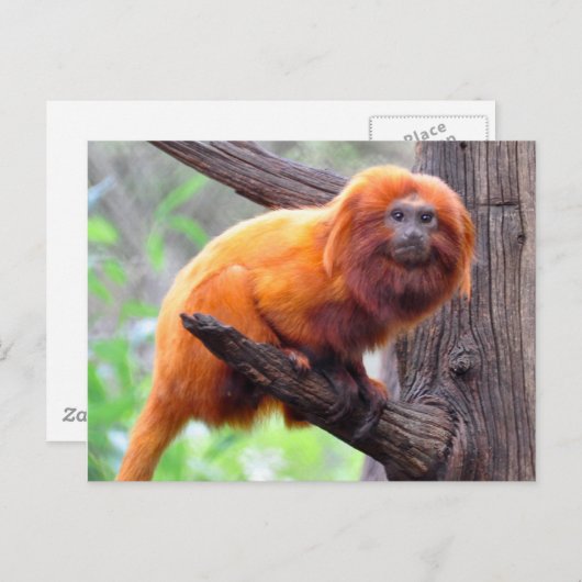 Lonely Red Leaf Monkey Postkarte (Vorne/Hinten)