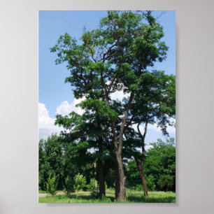 Lonely robinia pseudo acacacia unter dem blauen Hi Poster