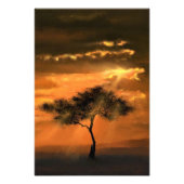 Lonely Tree Sunams Sunset Foto Print (Vorne)