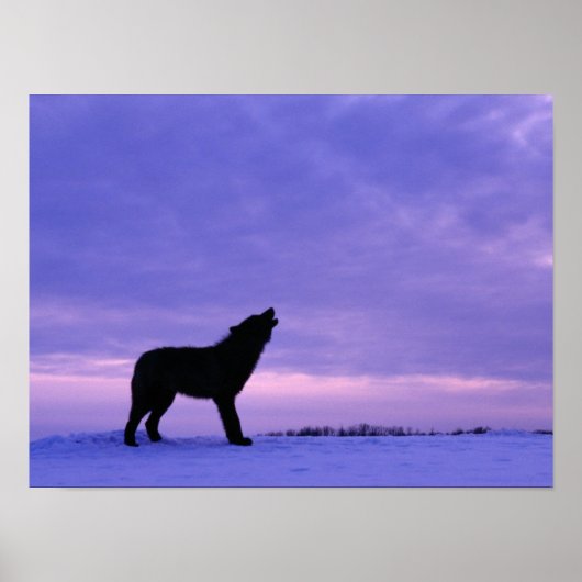 Lonely Wolf Poster (Vorne)
