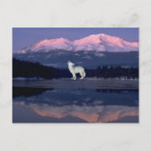 Lonely Wolf Postkarte (Vorderseite)