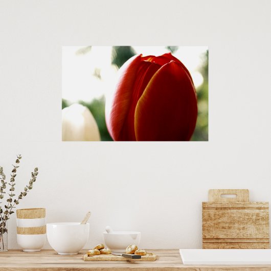 LoneRed Tulip Poster (Küche)
