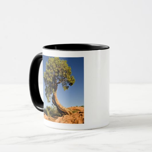 Lonesome Cedar, Deadpour Point Staat Park, Tasse (Vorderseite Links)