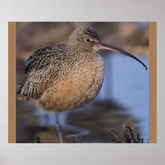 Long Billed Curlew Poster (Vorne)